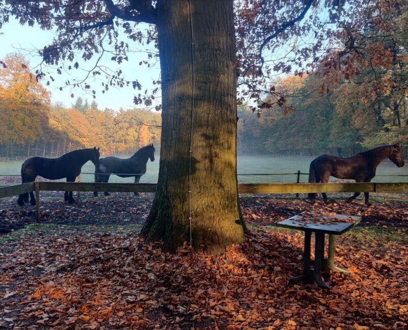 natuur 1