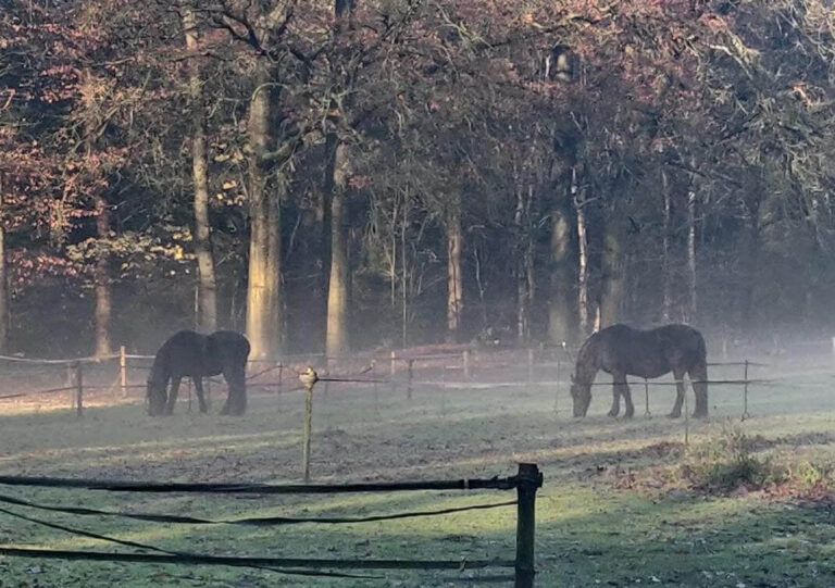 natuur-7